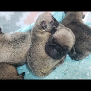 Meet your Posher, Samuel